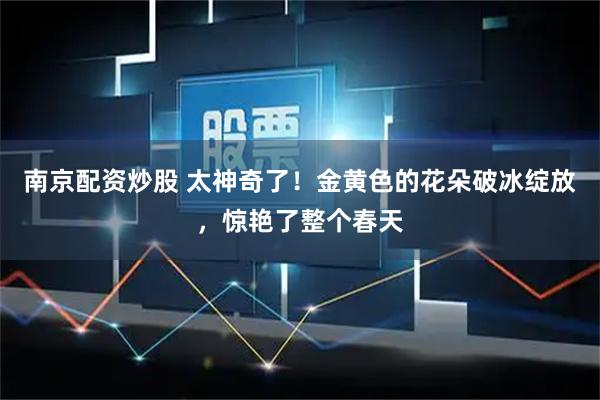 南京配资炒股 太神奇了！金黄色的花朵破冰绽放，惊艳了整个春天